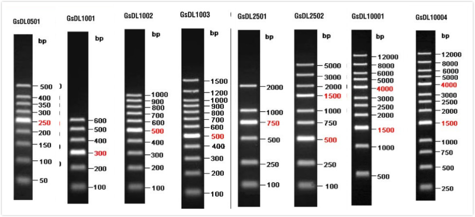 dl2000marker,dl10000marker dna ladder 500-12000(11) 250ul(50次) 120 5*250ul(250次) 540 gsdl